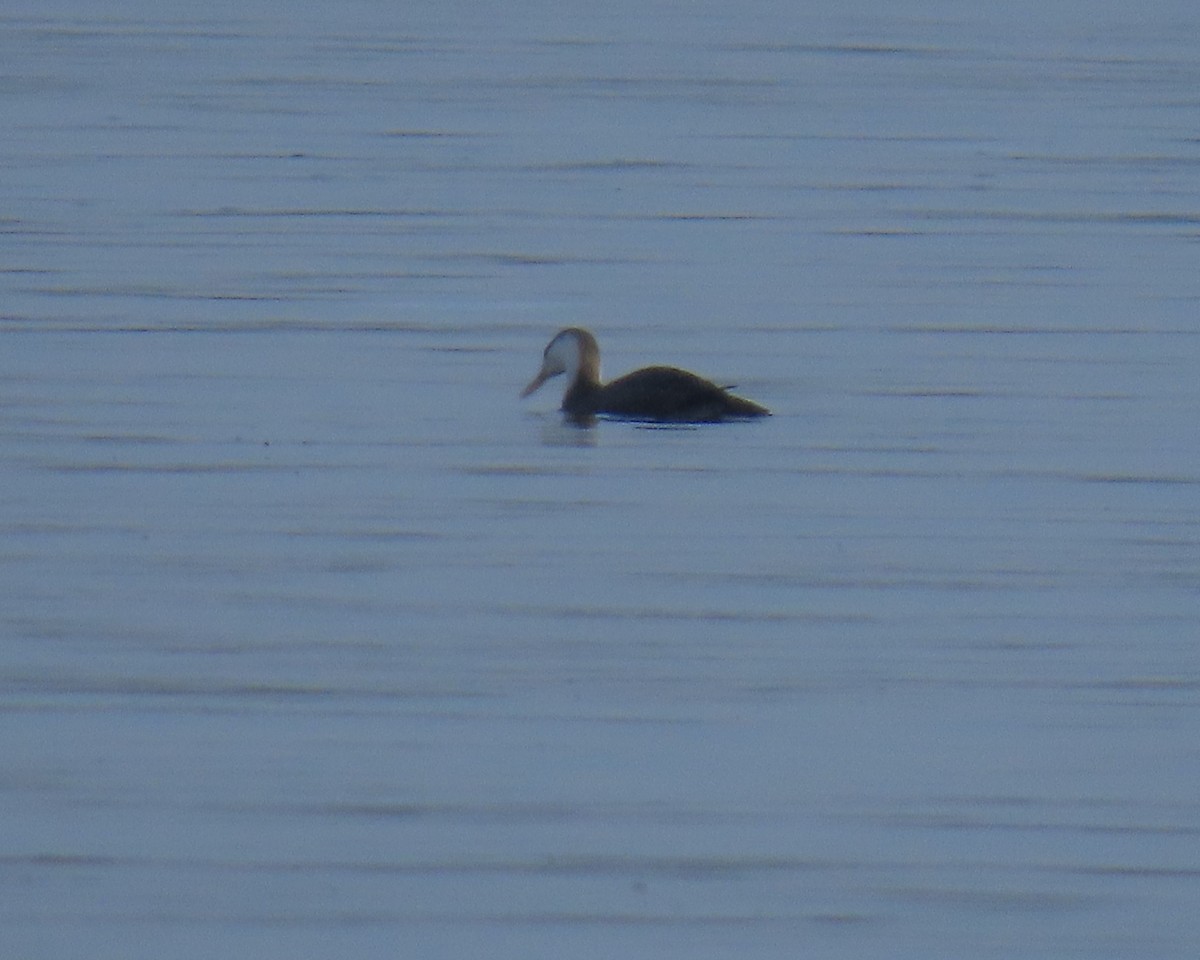 Red-throated Loon - ML510454601