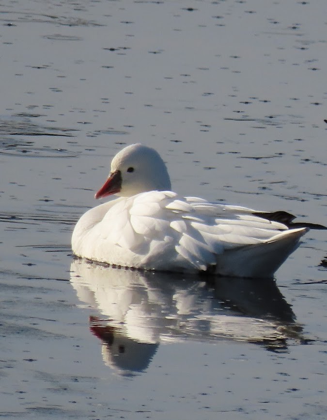 Ross's Goose - Jennifer McKown