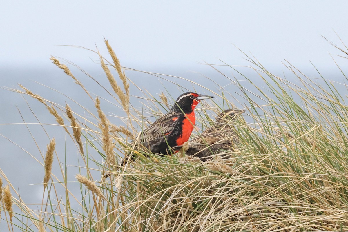 Long-tailed Meadowlark - Allison Miller