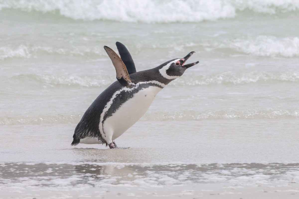 Magellanic Penguin - Allison Miller