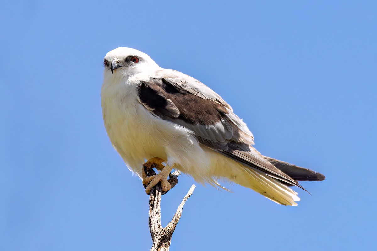 Black-shouldered Kite - Steve Potter