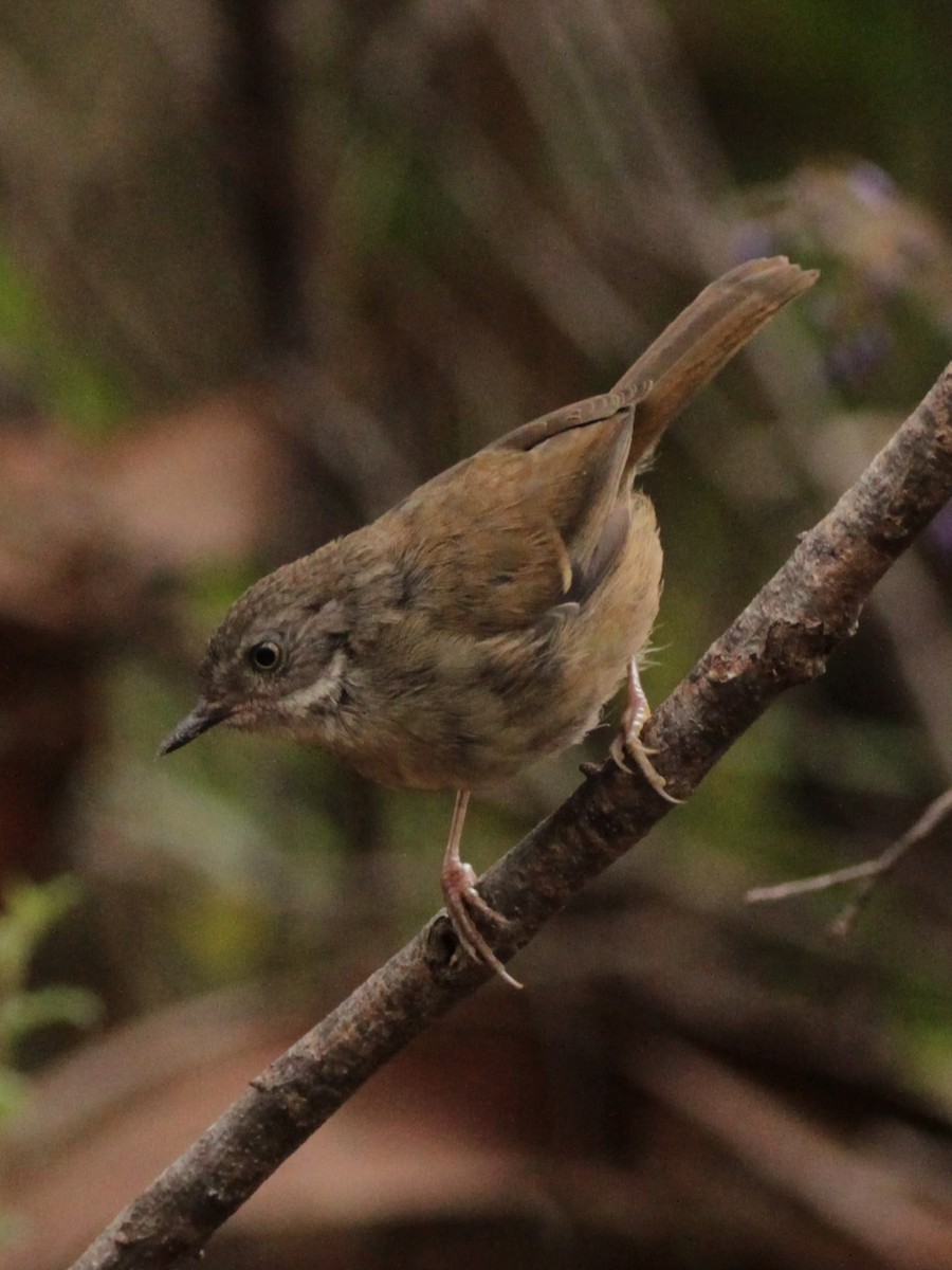 White-browed Scrubwren - ML510456661