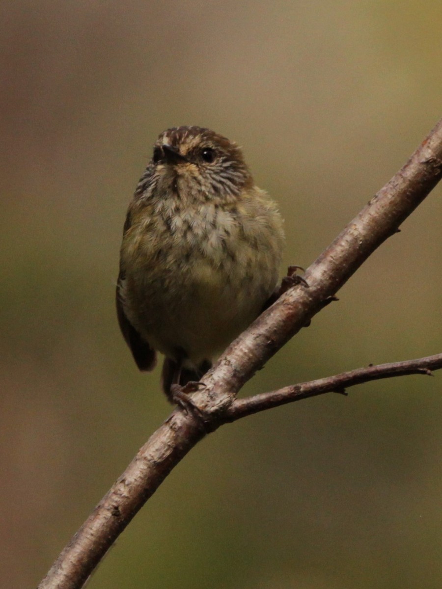 Striated Thornbill - ML510456741
