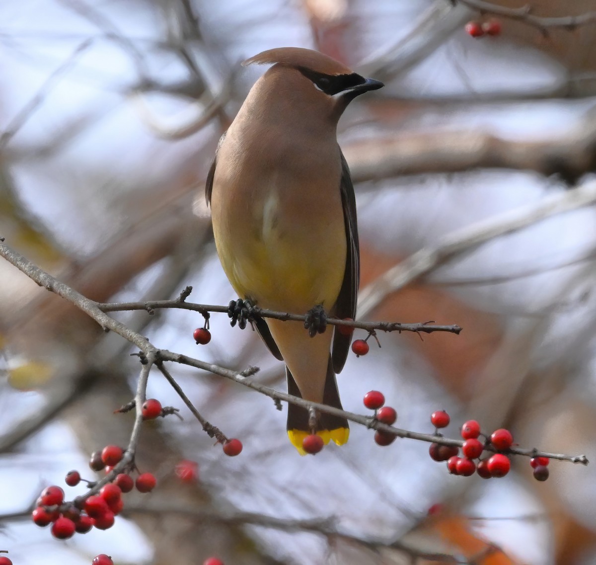 Cedar Waxwing - ML510457301