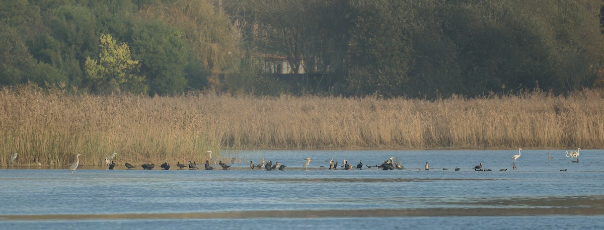 Great Cormorant - ML510460101