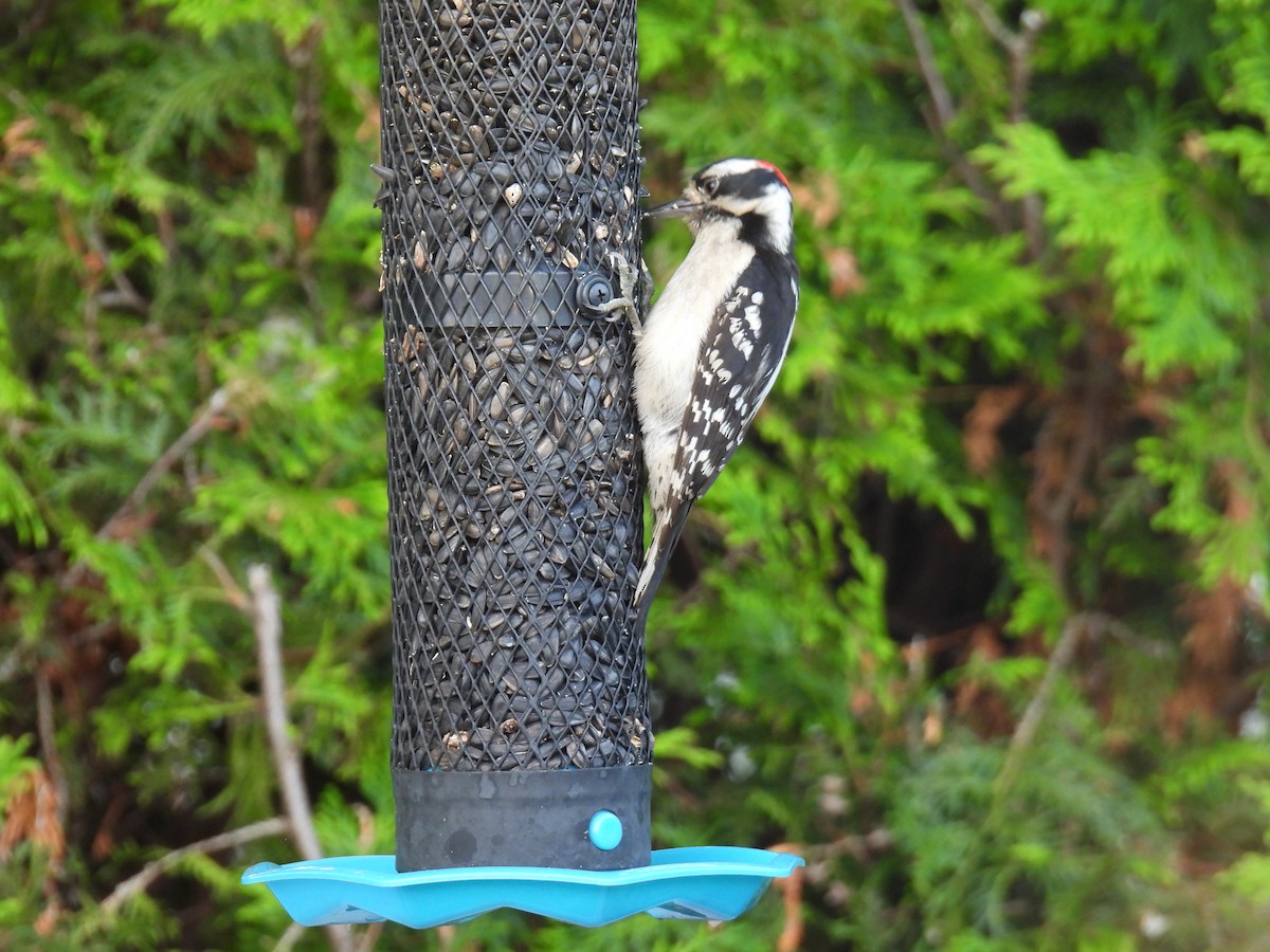 Downy Woodpecker - Martine Boisclair