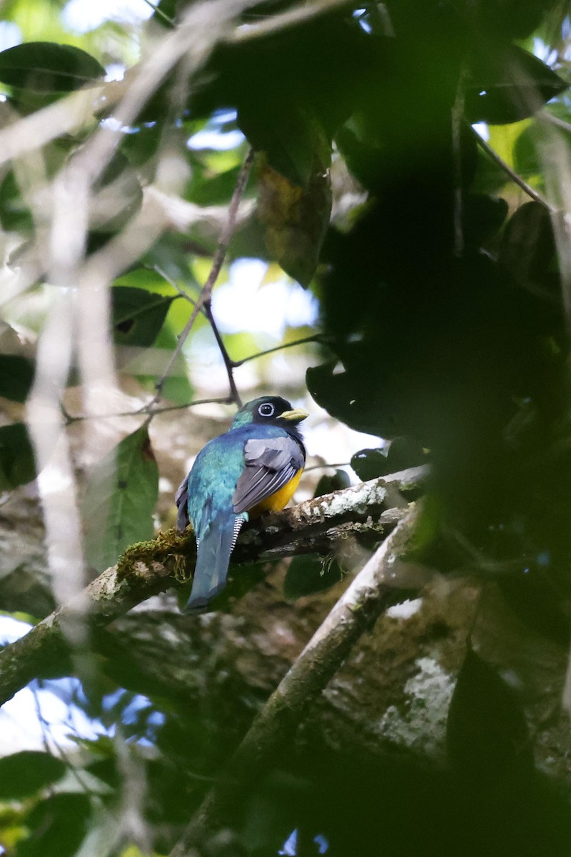 Atlantic Black-throated Trogon (Alagoas) - ML510462371