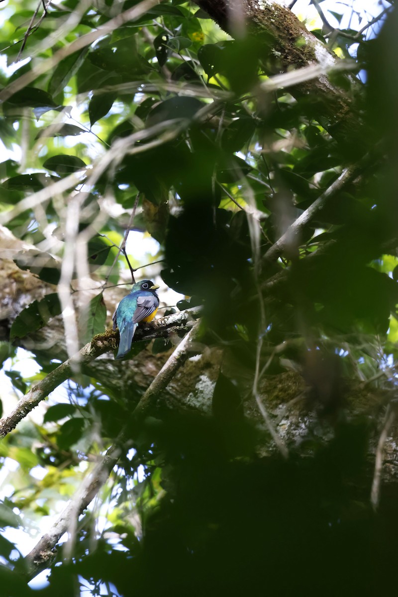 Atlantic Black-throated Trogon (Alagoas) - ML510462381