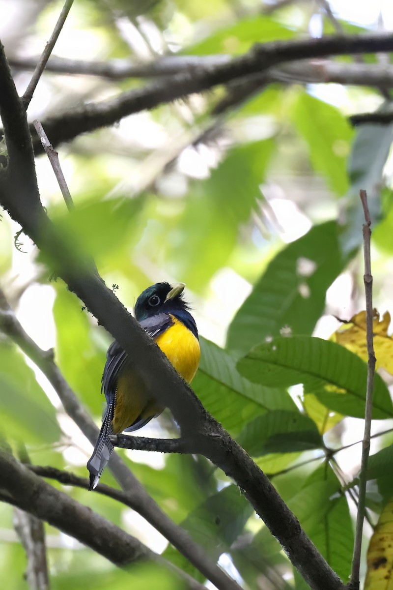Atlantic Black-throated Trogon (Alagoas) - ML510462391