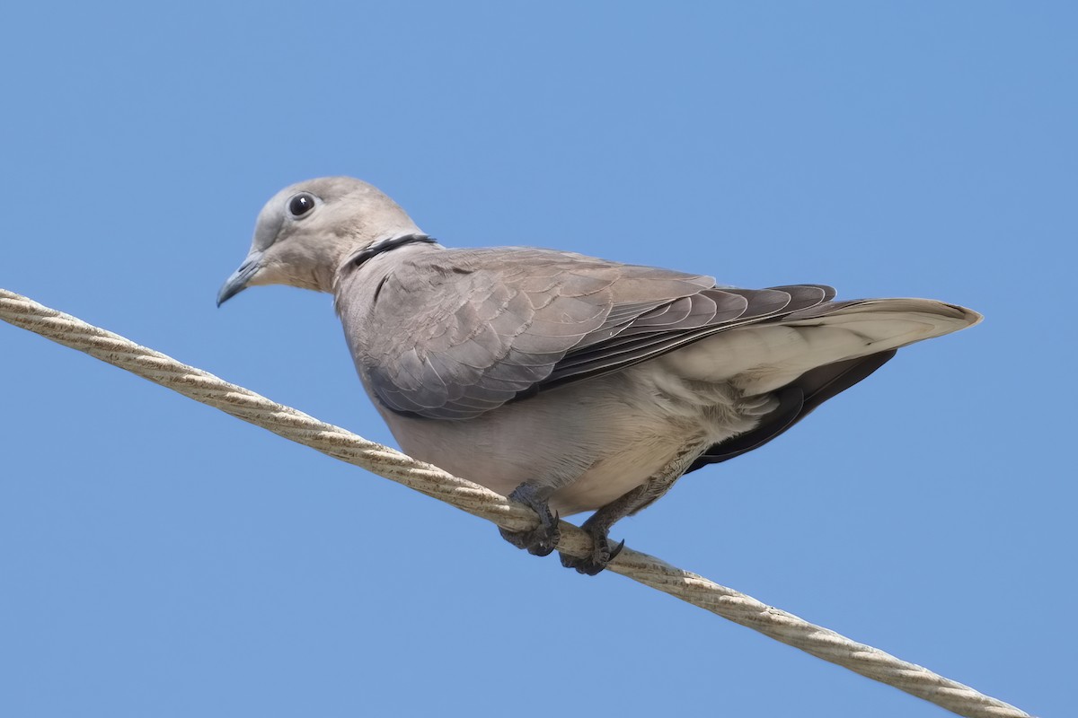 Red Collared-Dove - ML510463821