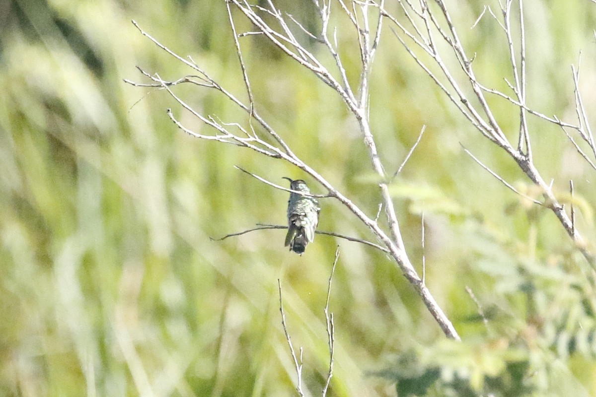 White-tailed Goldenthroat - ML510463911