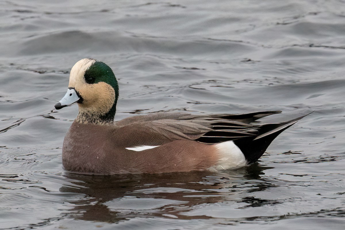 American Wigeon - Les Peterson