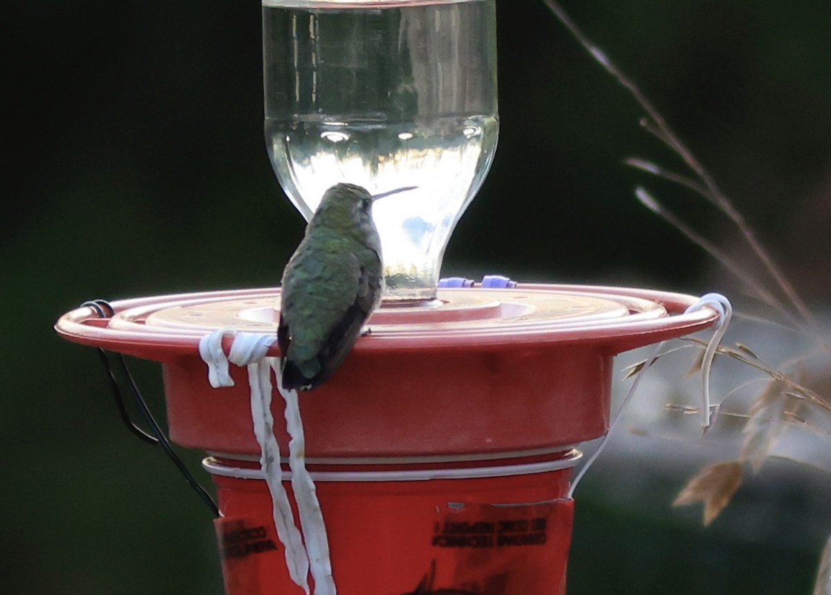 Black-chinned Hummingbird - ML510464921