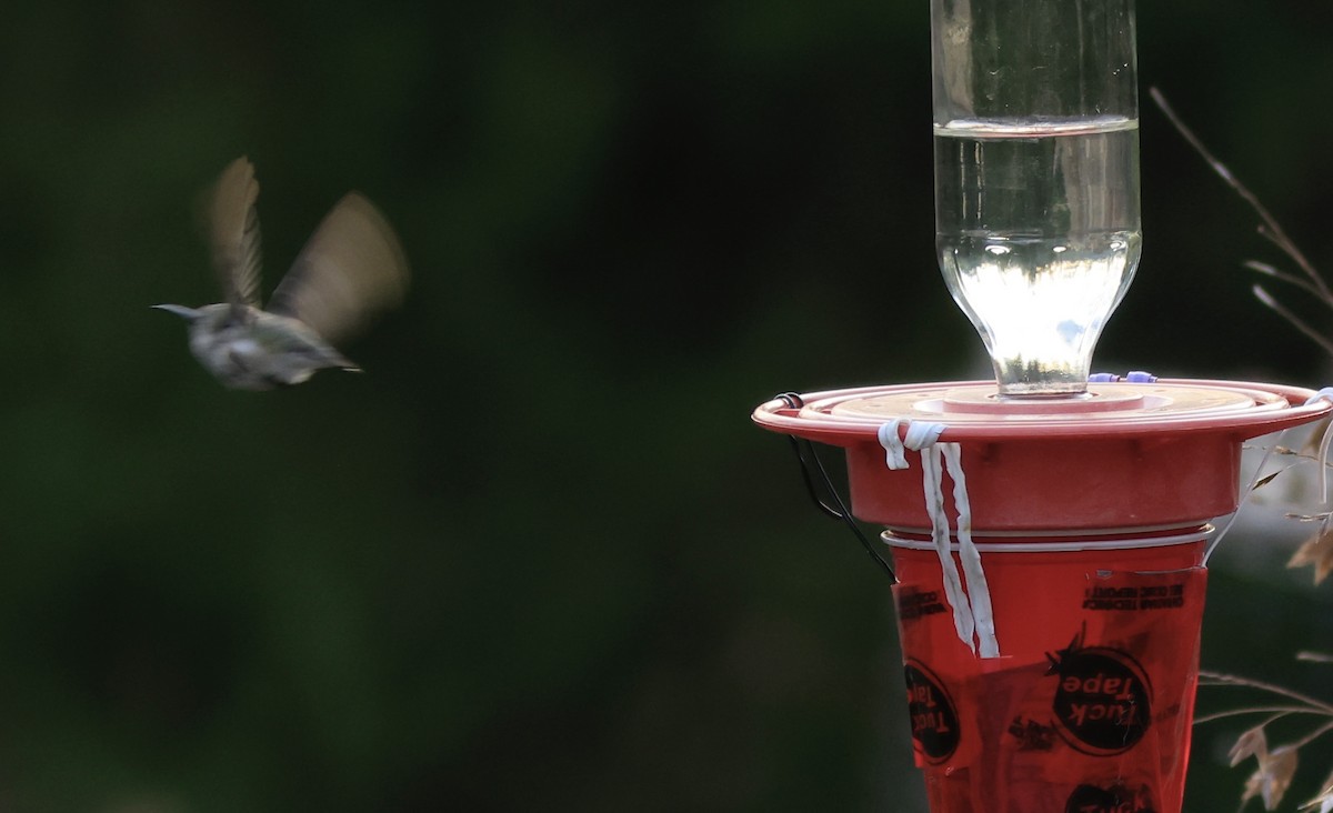 Black-chinned Hummingbird - ML510464951