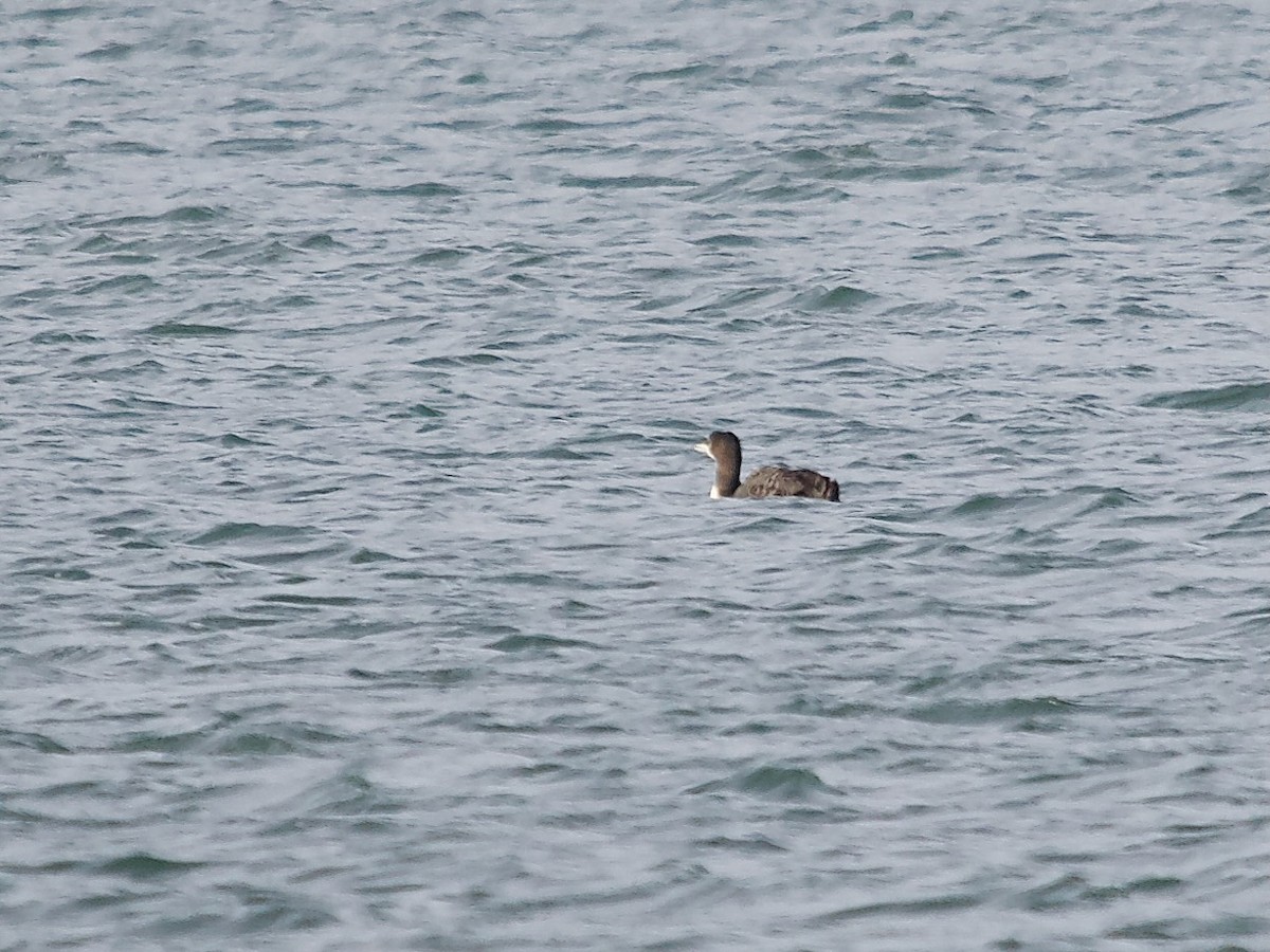 Common Loon - ML510465221