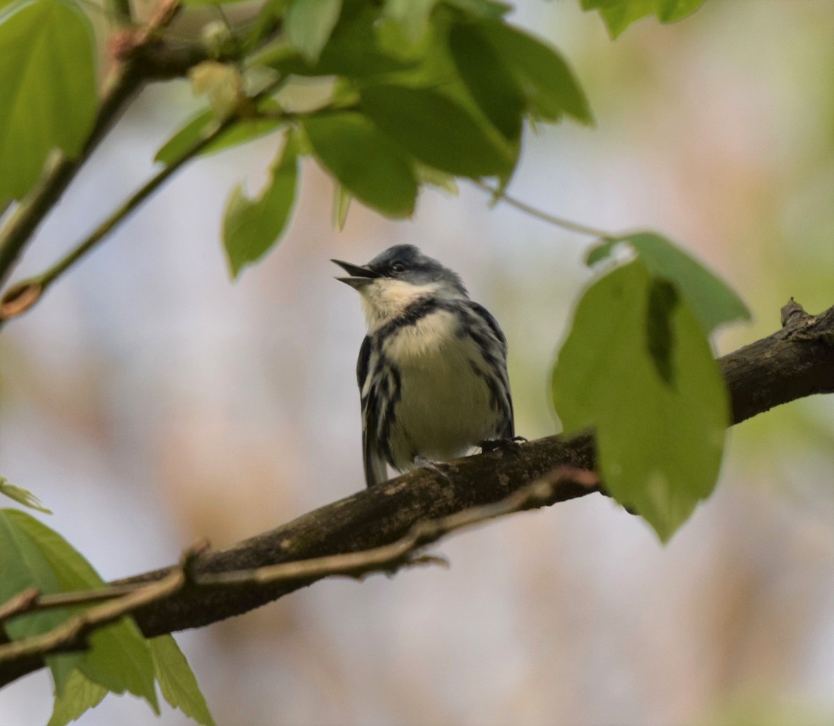 Cerulean Warbler - ML510465731