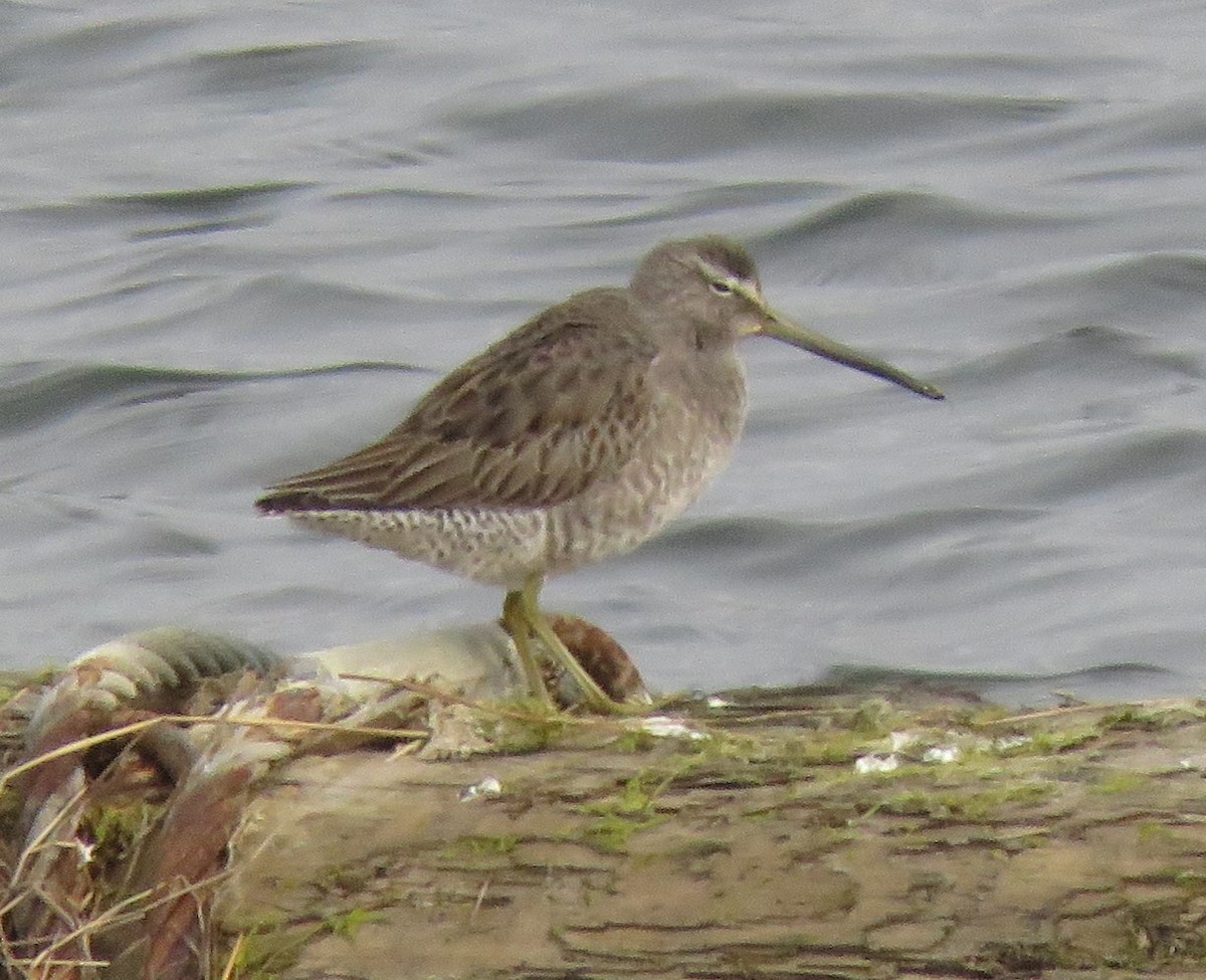 Long-billed Dowitcher - ML510465881