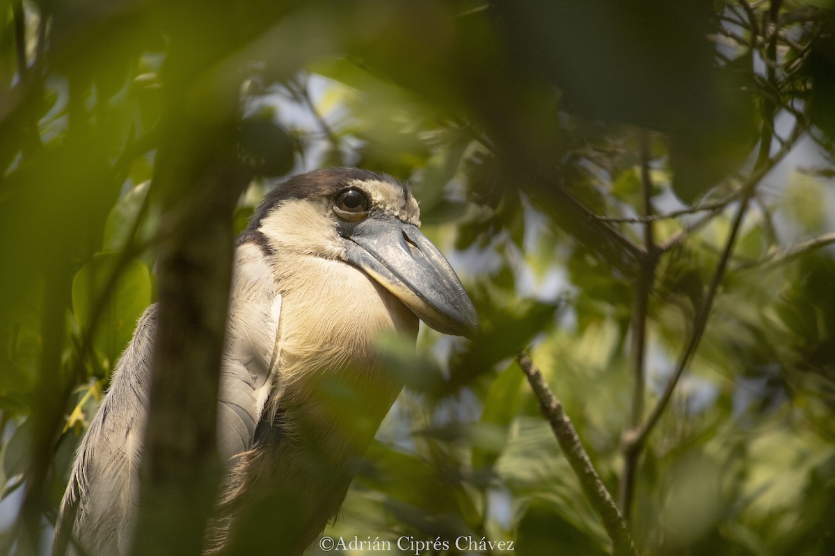 Boat-billed Heron - Adrian Ciprés