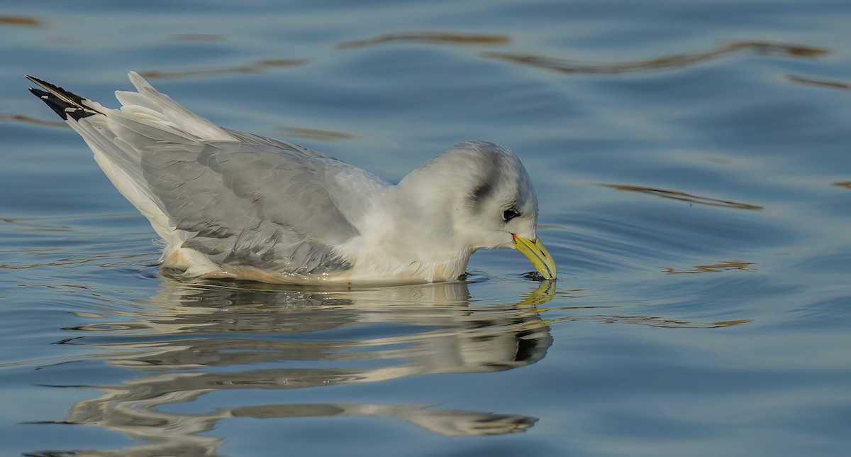 Mouette tridactyle - ML510468151