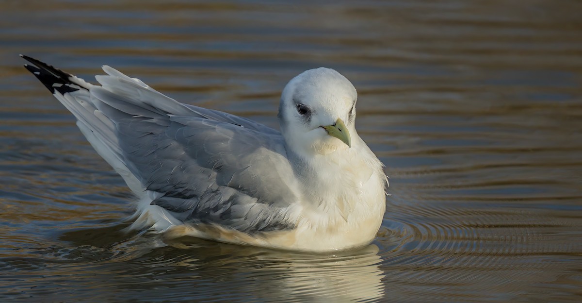 Mouette tridactyle - ML510468301