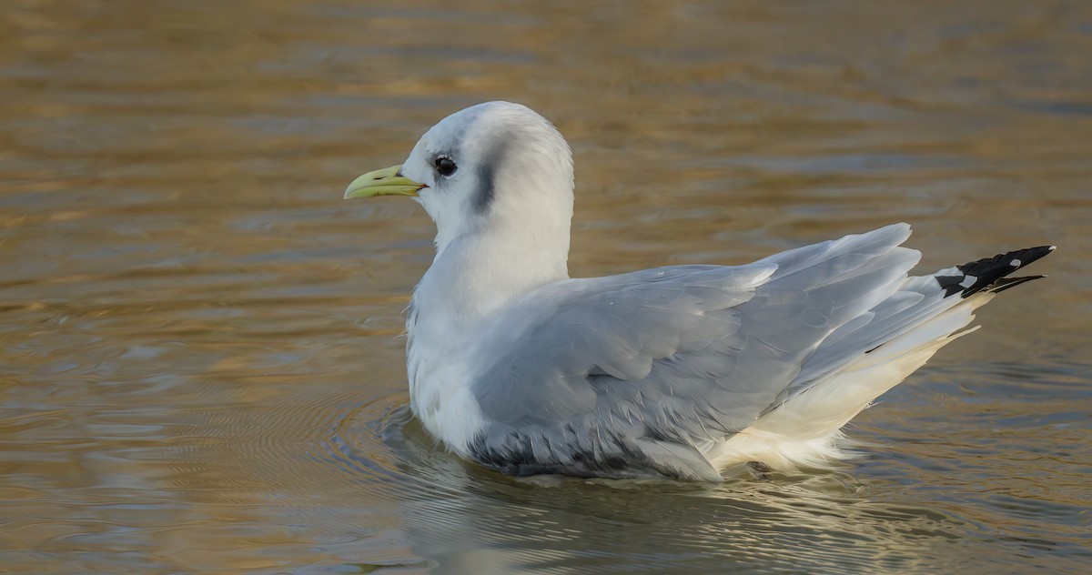 Mouette tridactyle - ML510468351