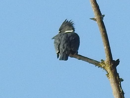 belteisfugl - ML510470431