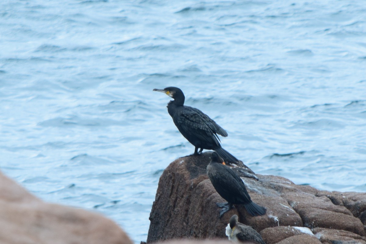 Great Cormorant - ML510470721