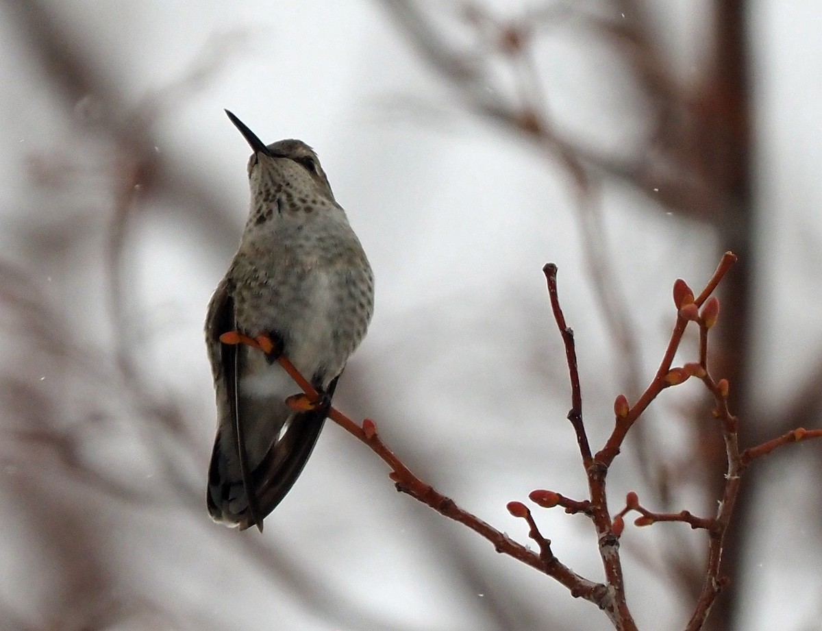 Anna's Hummingbird - ML510471141