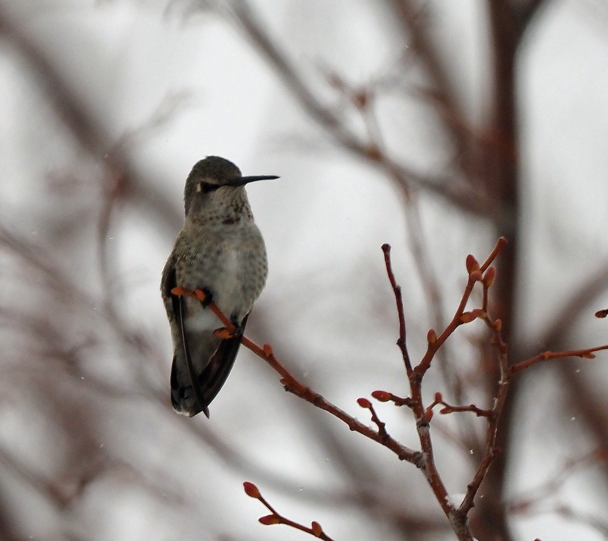 Anna's Hummingbird - ML510471151