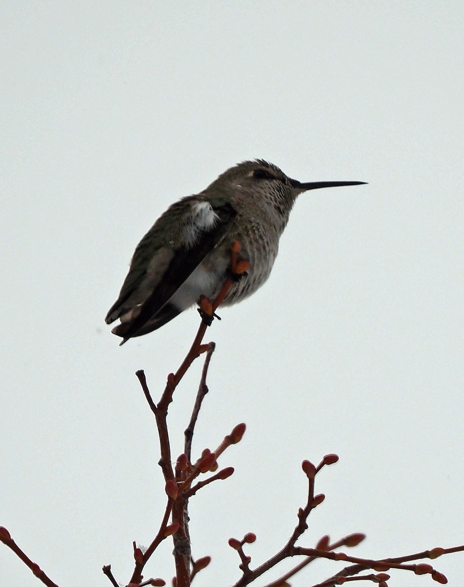Anna's Hummingbird - ML510471161