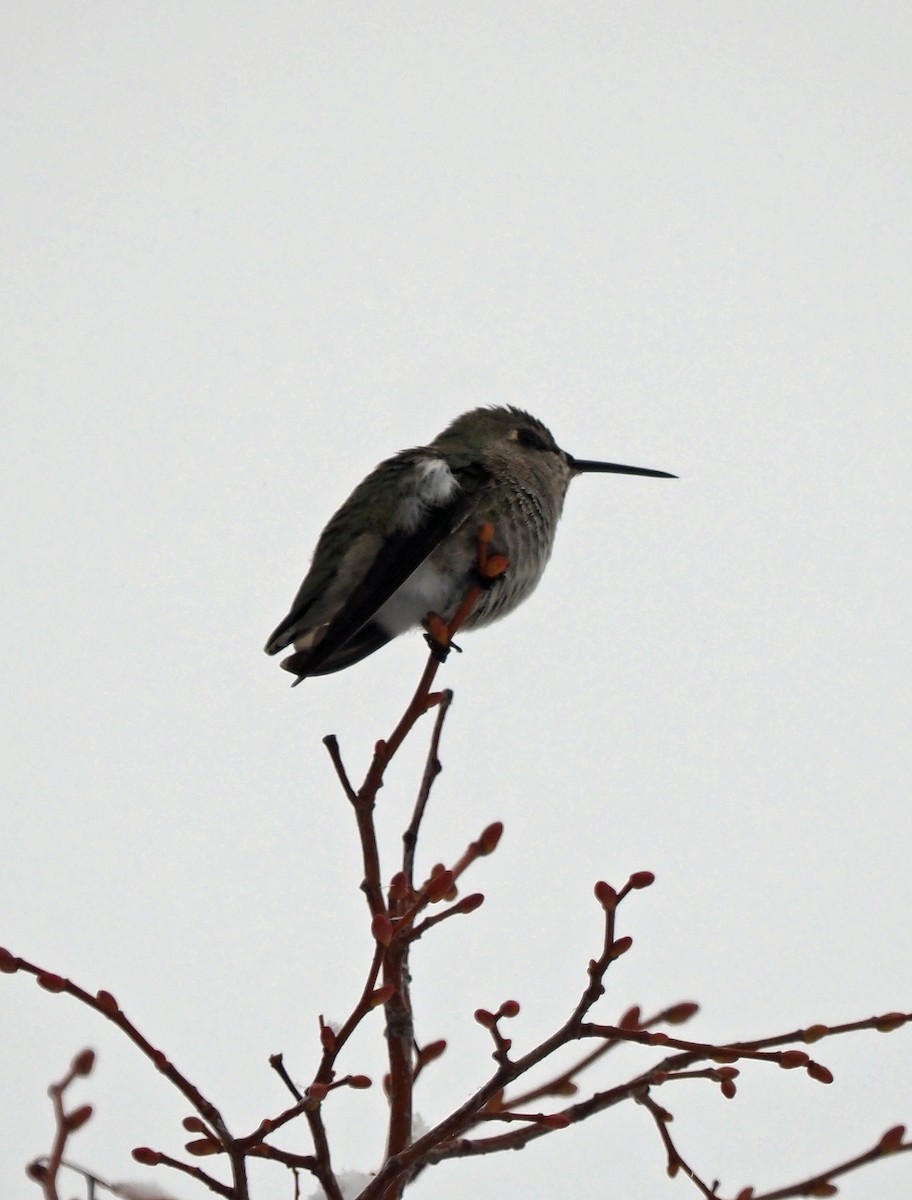 Anna's Hummingbird - ML510471171