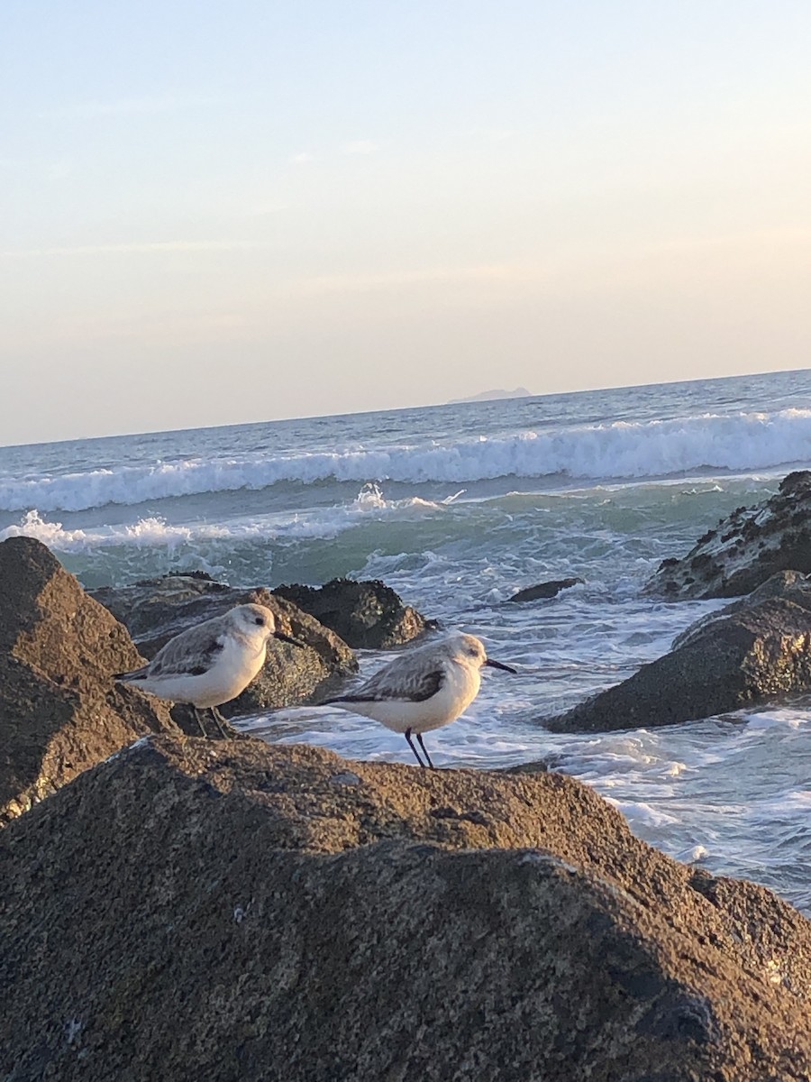 Sanderling - ML510471201