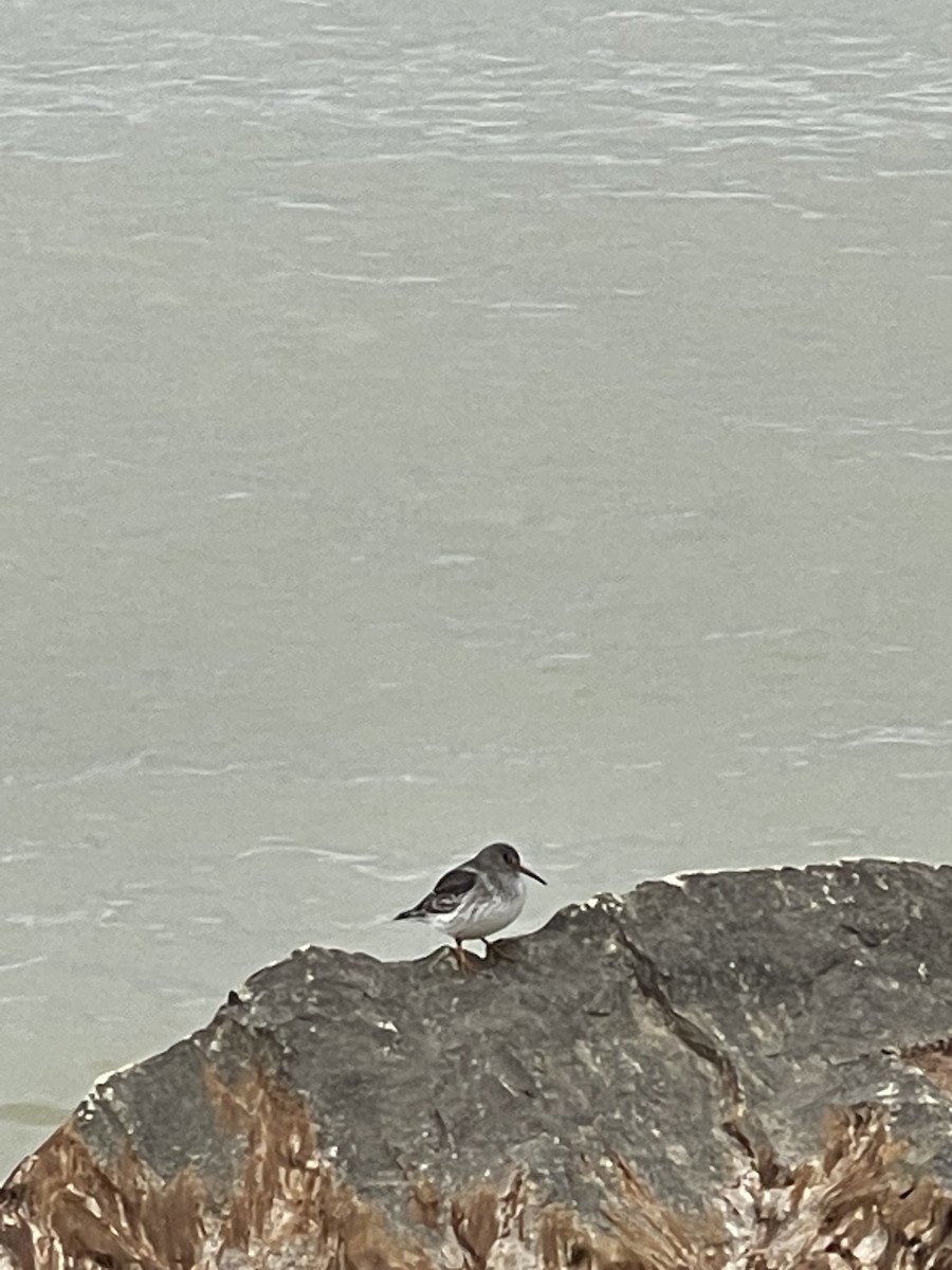 jespák mořský - ML510472071