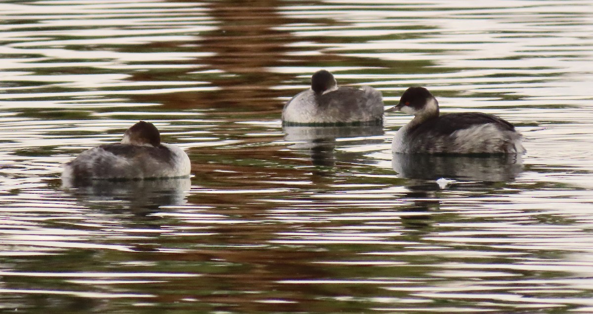 Eared Grebe - ML510472971