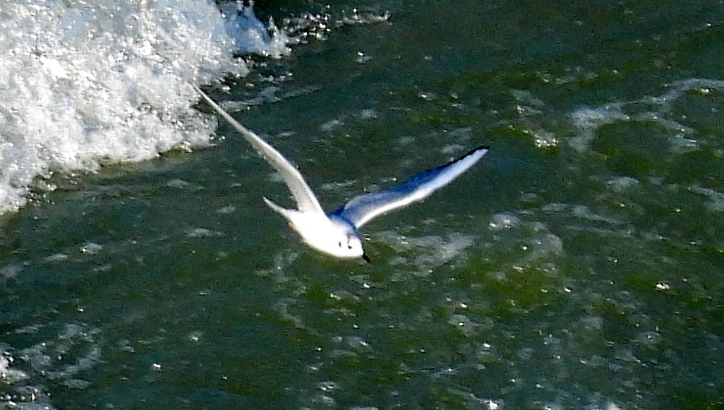 ボナパルトカモメ - ML510473901