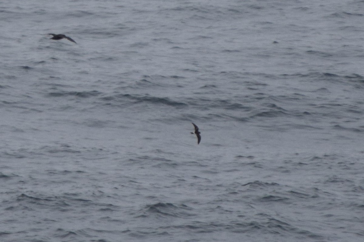 Leach's Storm-Petrel - ML510474071