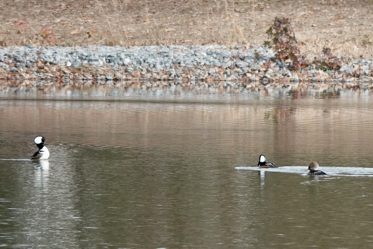 Hooded Merganser - ML510474831