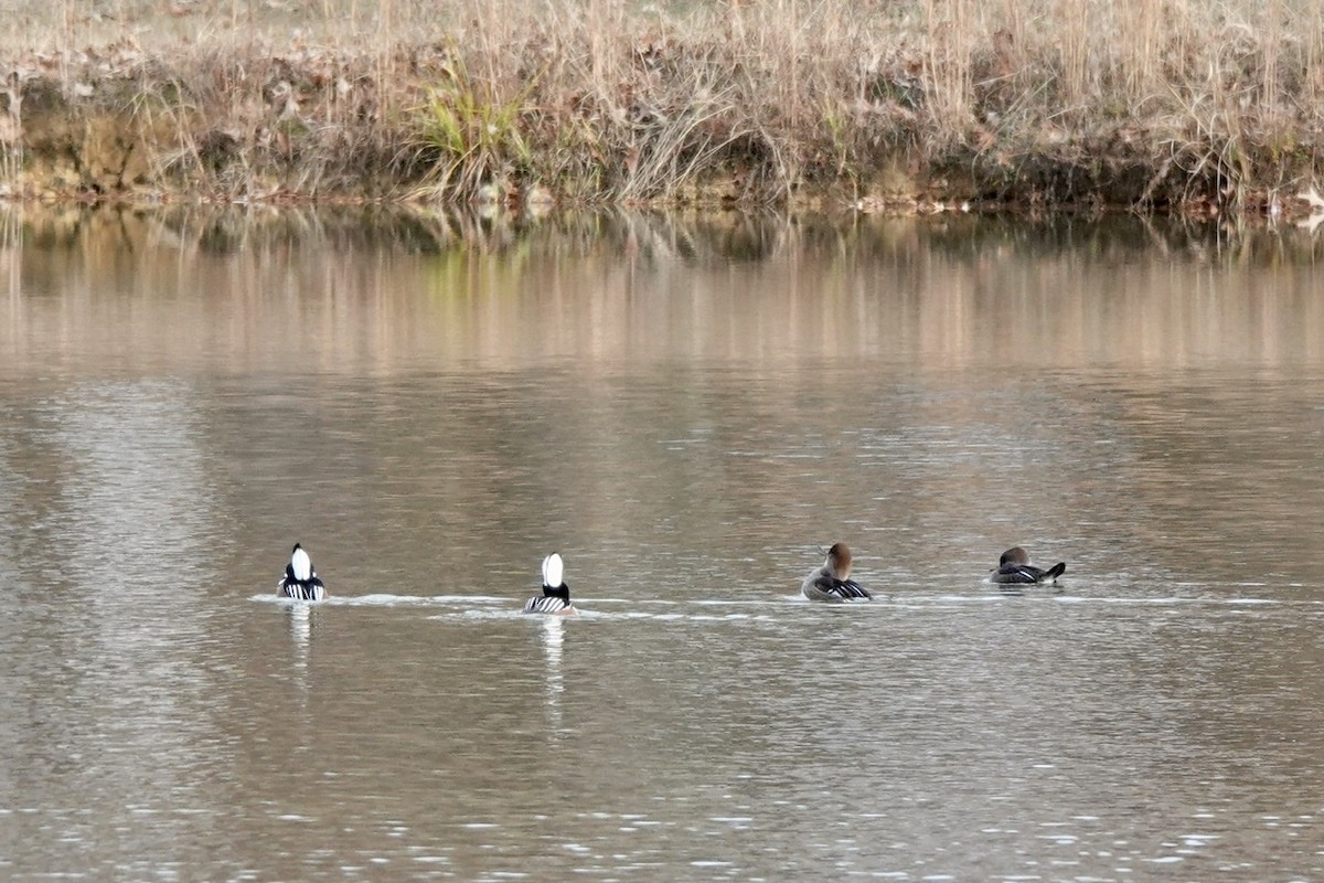 Hooded Merganser - ML510474841