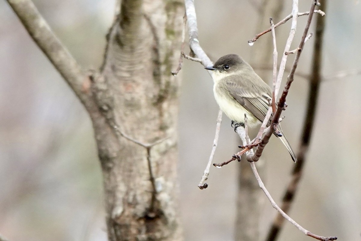 Eastern Phoebe - ML510475811