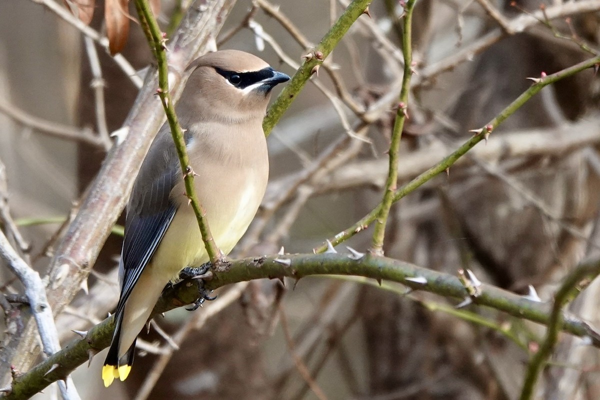 Cedar Waxwing - ML510476061