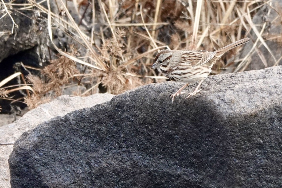 Song Sparrow - ML510476651