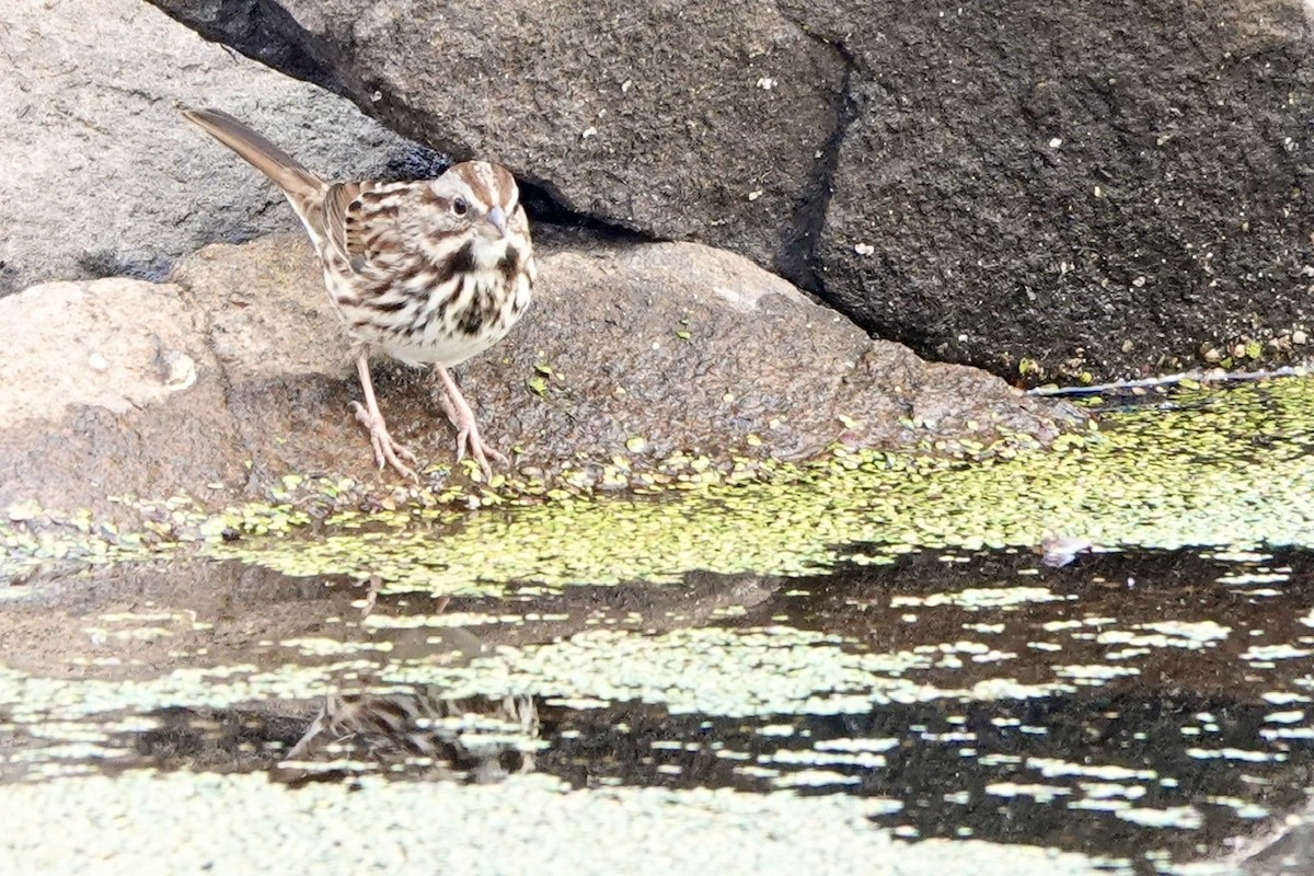 Song Sparrow - ML510476661