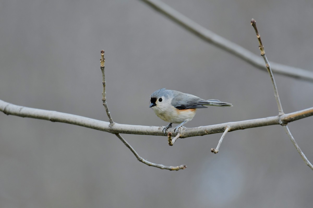 Tufted Titmouse - Jeff Flach