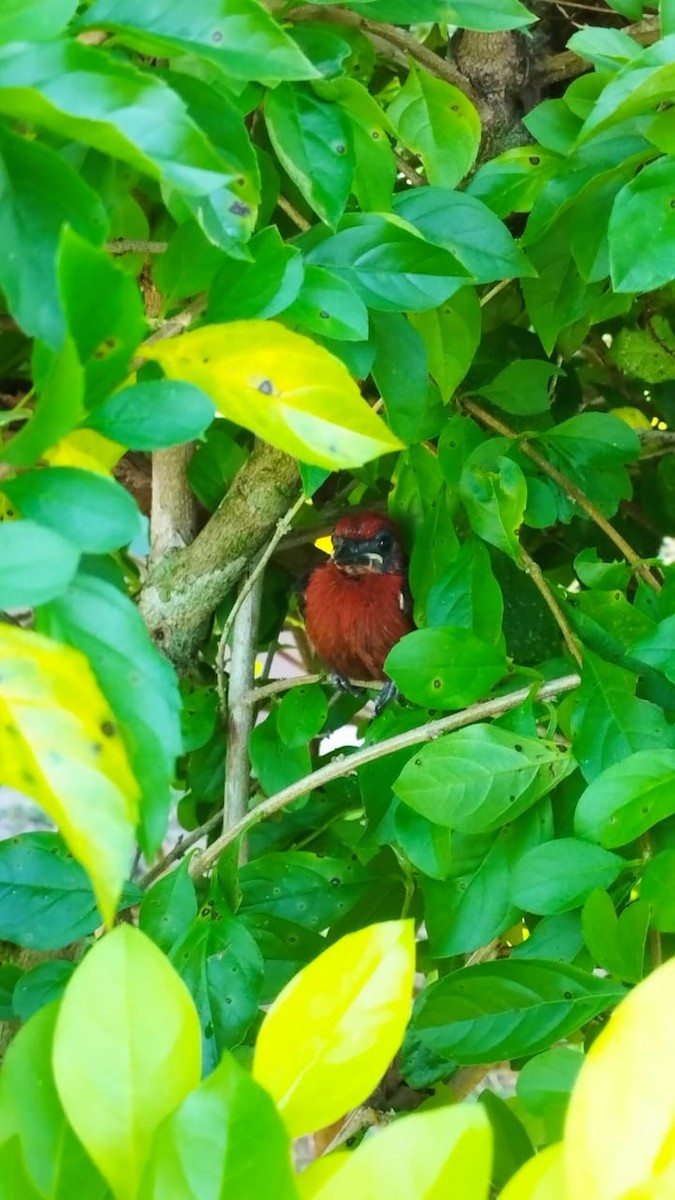 Masked Crimson Tanager - ML510476941