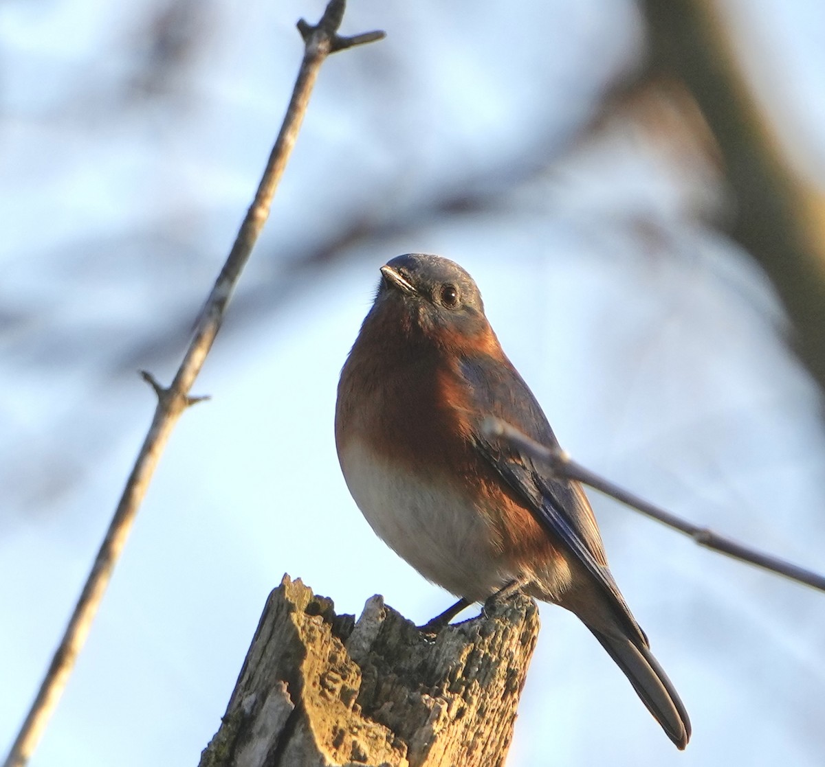 Eastern Bluebird - ML510477161