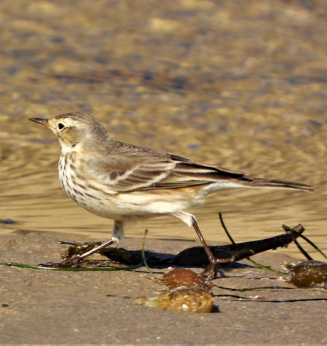 American Pipit - ML510477831