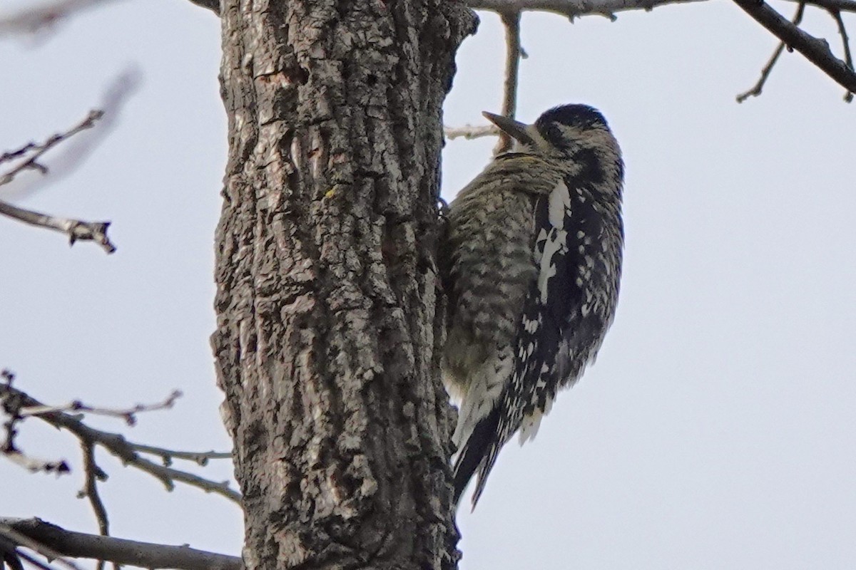 Yellow-bellied Sapsucker - ML510478181