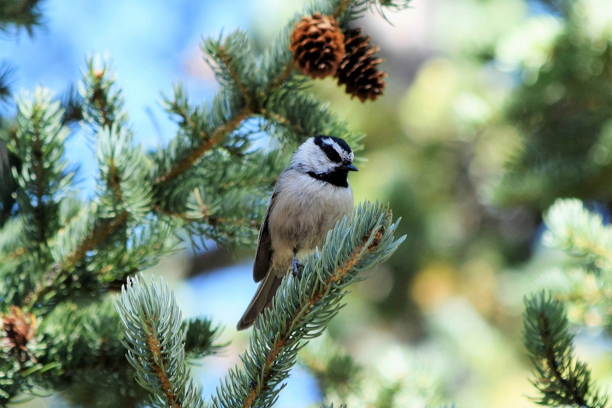 Mountain Chickadee - ML510478251