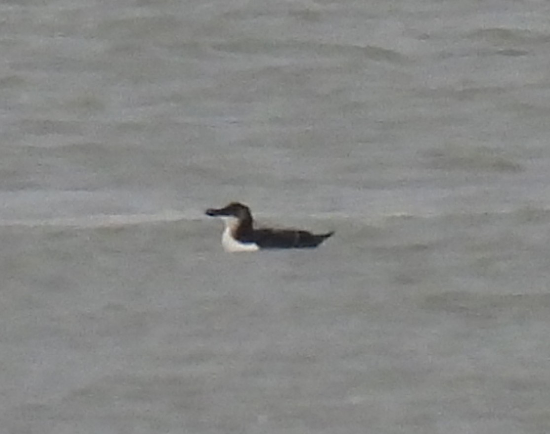 Razorbill - Jay Solanki