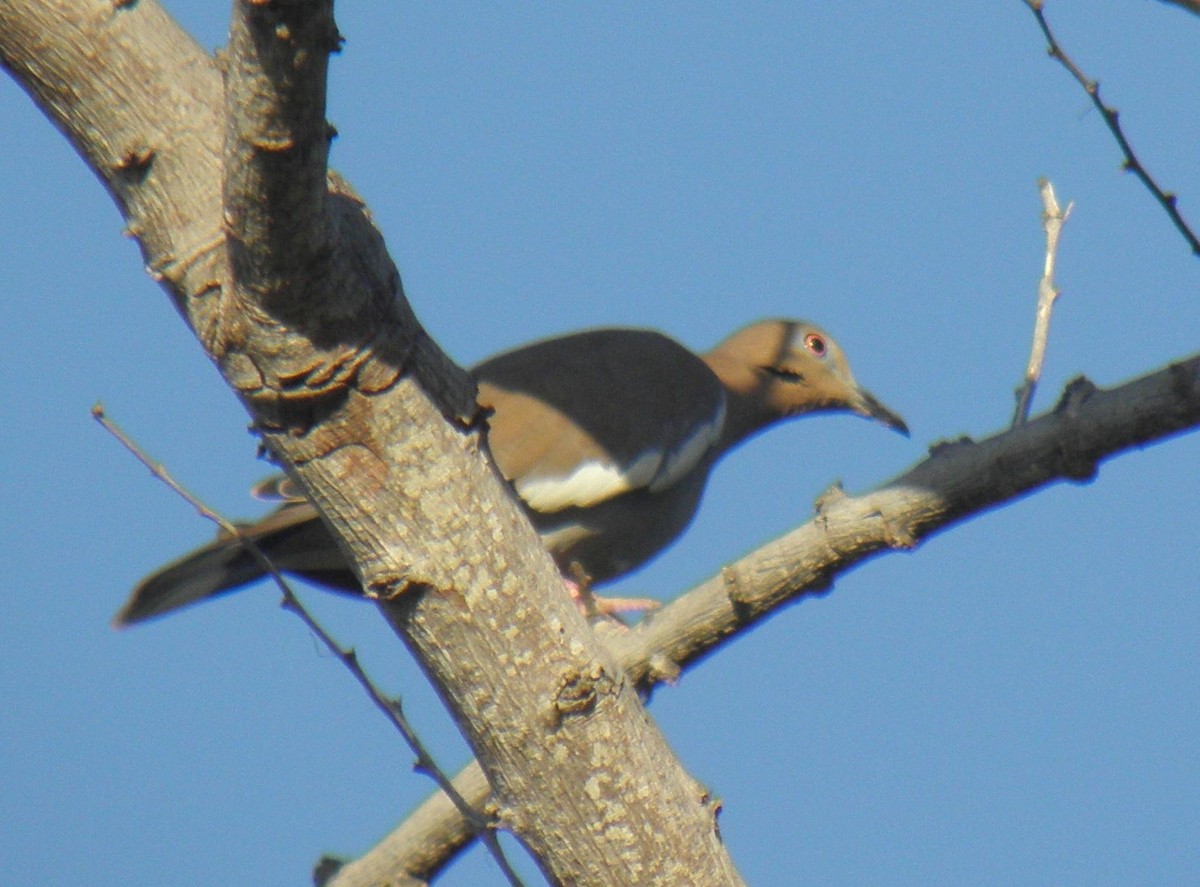 White-winged Dove - Miriela Capó Díaz